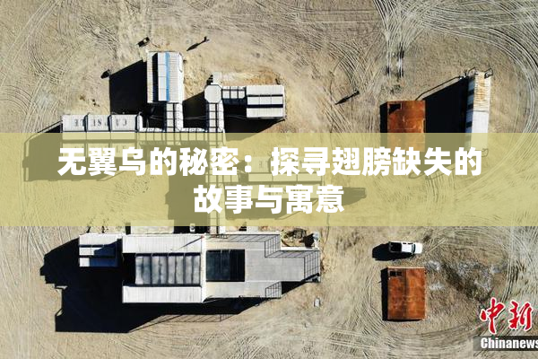无翼乌的秘密：探寻翅膀缺失的故事与寓意