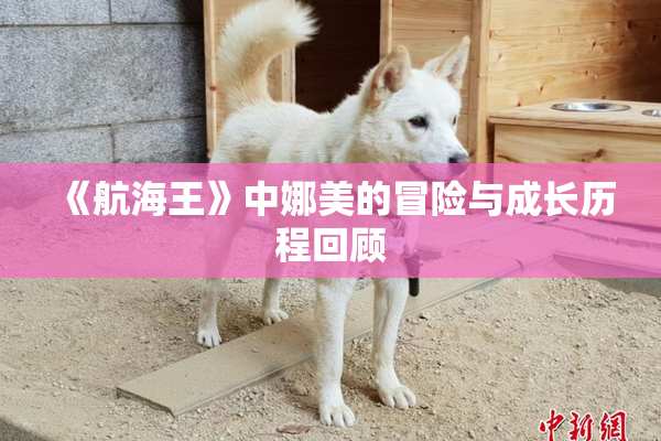 《航海王》中娜美的冒险与成长历程回顾