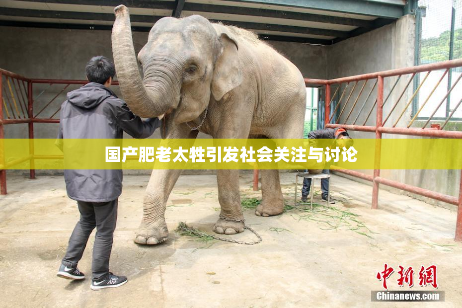 国产肥老太牲引发社会关注与讨论