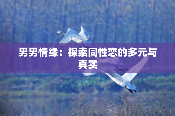 男男情缘：探索同性恋的多元与真实