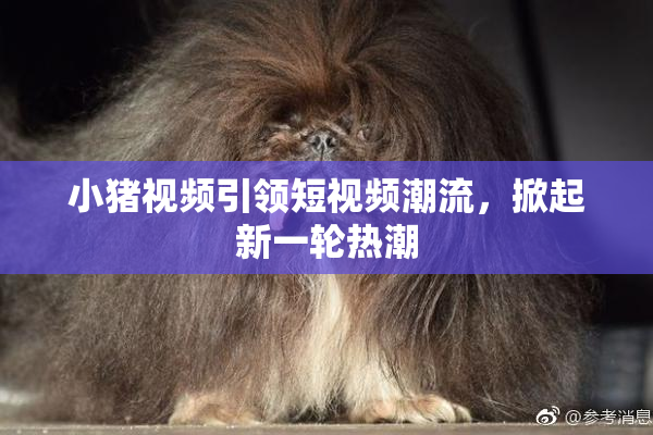 小猪视频引领短视频潮流，掀起新一轮热潮