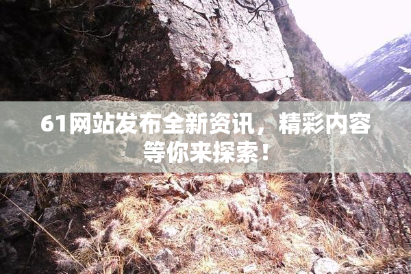 61网站发布全新资讯，精彩内容等你来探索！