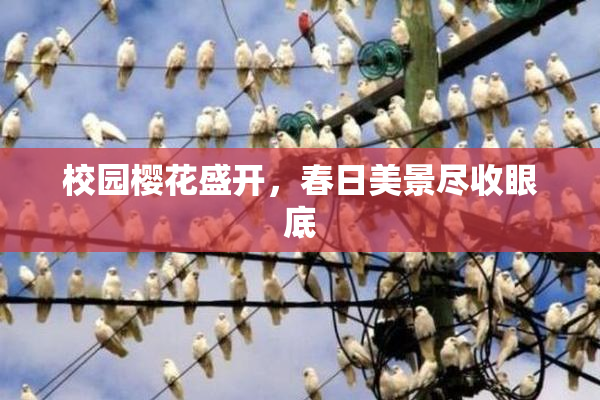 校园樱花盛开，春日美景尽收眼底
