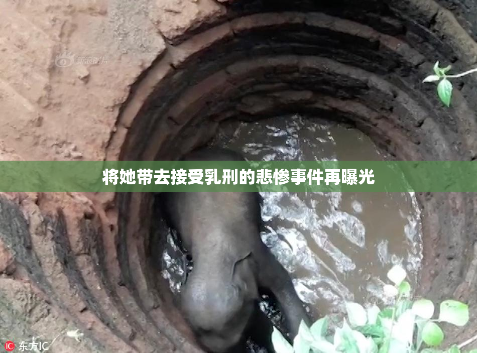 将她带去接受乳刑的悲惨事件再曝光