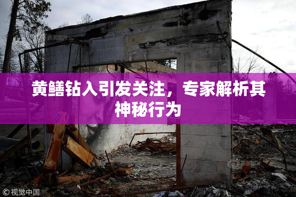 黄鳝钻入引发关注，专家解析其神秘行为