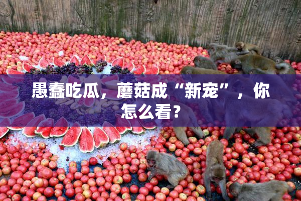 愚蠢吃瓜，蘑菇成“新宠”，你怎么看？