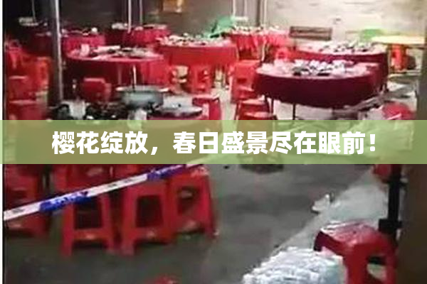 樱花绽放，春日盛景尽在眼前！