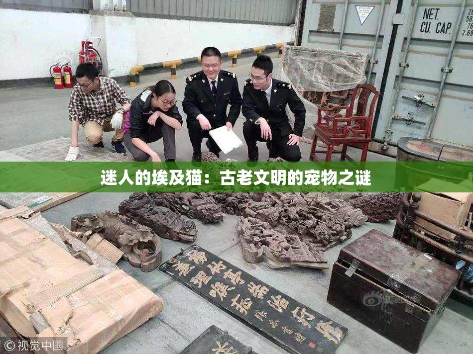 迷人的埃及猫：古老文明的宠物之谜