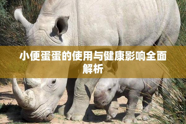 小便蛋蛋的使用与健康影响全面解析