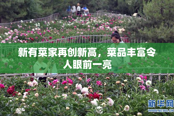 新有菜家再创新高，菜品丰富令人眼前一亮