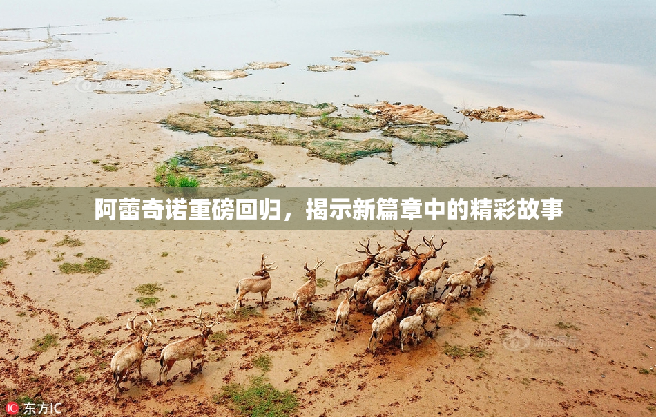 阿蕾奇诺重磅回归，揭示新篇章中的精彩故事