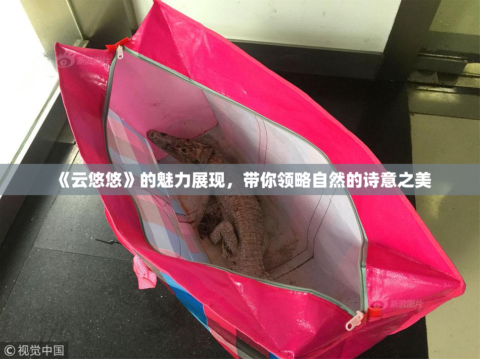 《云悠悠》的魅力展现，带你领略自然的诗意之美