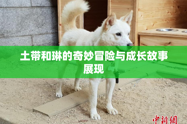 土带和琳的奇妙冒险与成长故事展现