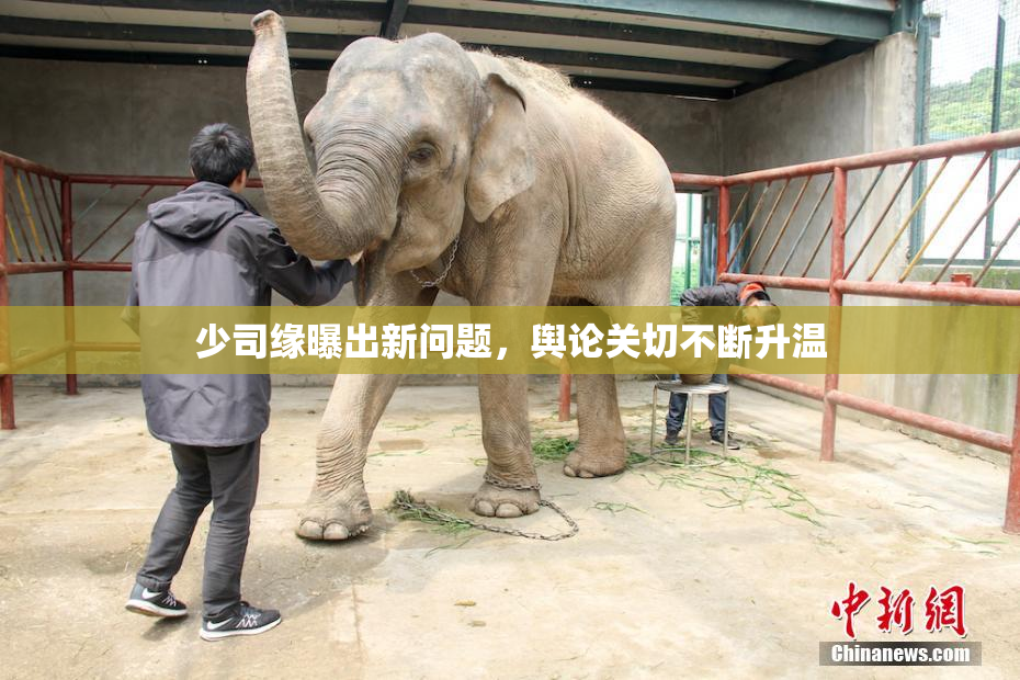 少司缘曝出新问题，舆论关切不断升温