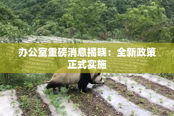 办公室重磅消息揭晓：全新政策正式实施