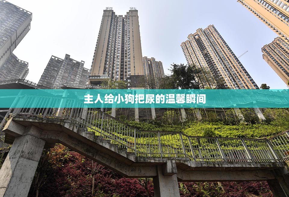主人给小狗把尿的温馨瞬间