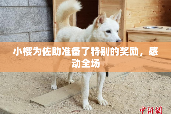 小樱为佐助准备了特别的奖励，感动全场