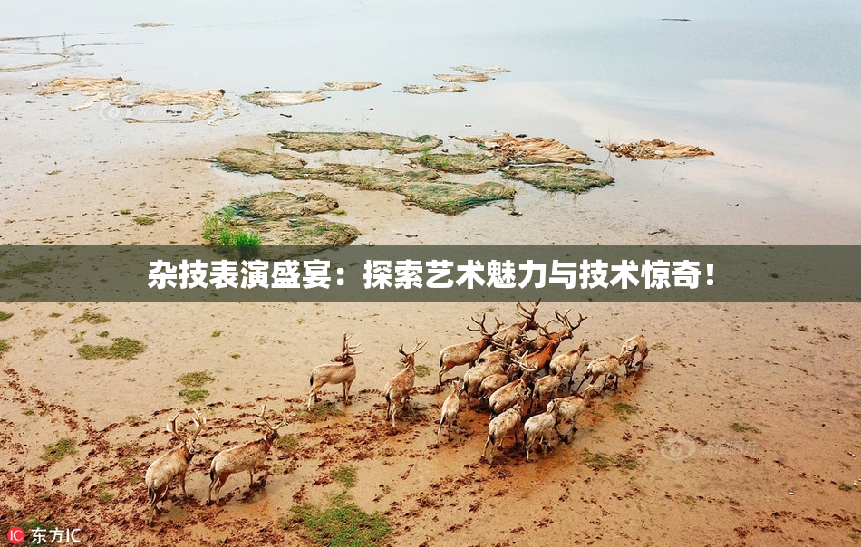 杂技表演盛宴：探索艺术魅力与技术惊奇！
