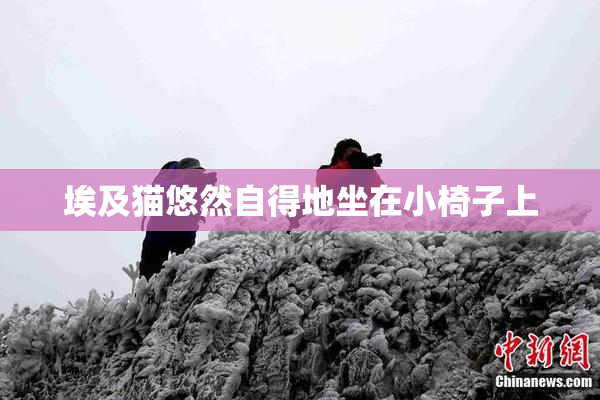 埃及猫悠然自得地坐在小椅子上