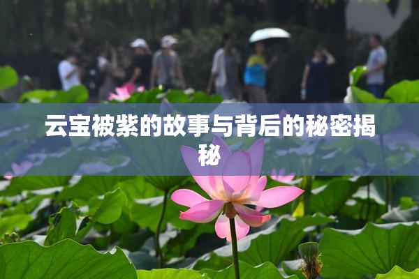 云宝被紫的故事与背后的秘密揭秘