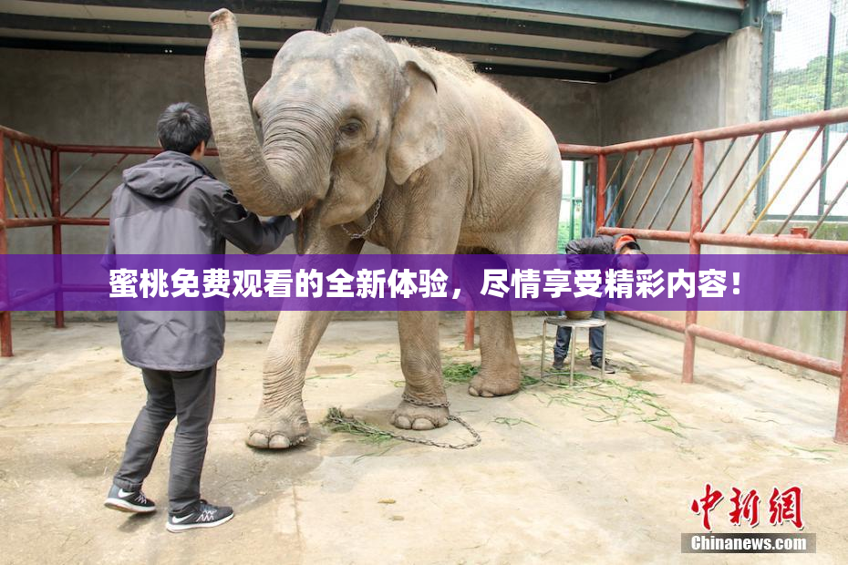 蜜桃免费观看的全新体验，尽情享受精彩内容！