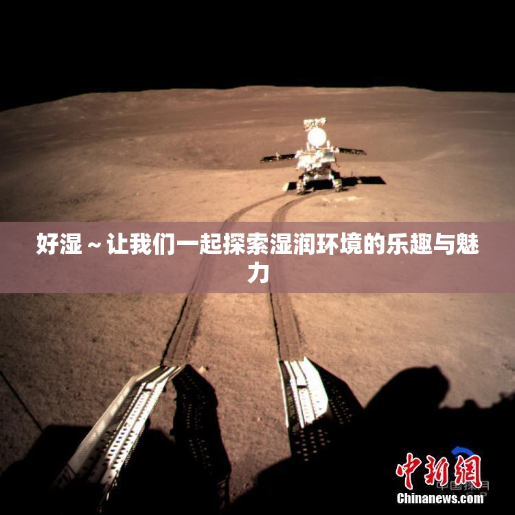 好湿～让我们一起探索湿润环境的乐趣与魅力