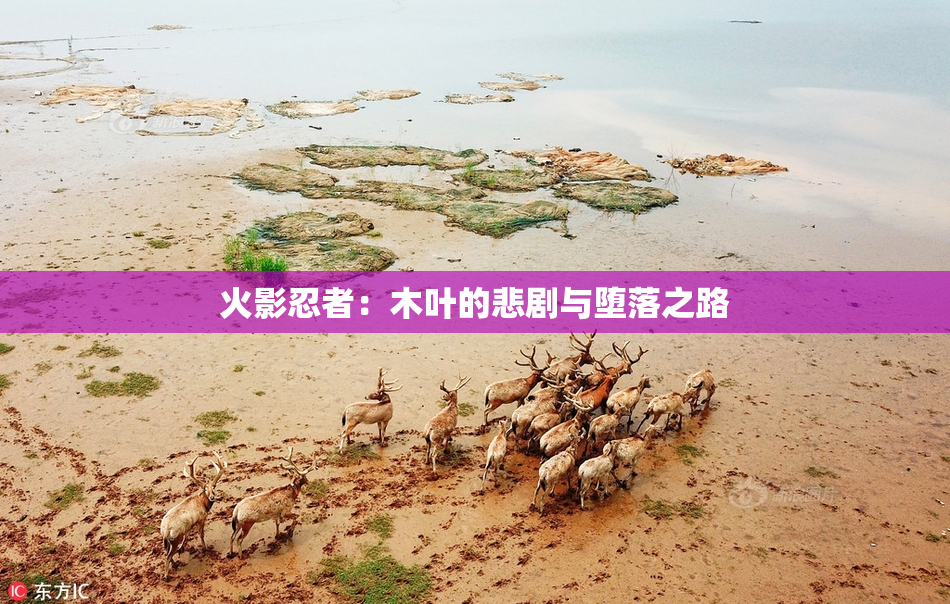 火影忍者：木叶的悲剧与堕落之路
