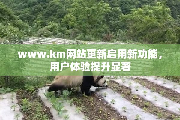 www.km网站更新启用新功能，用户体验提升显著