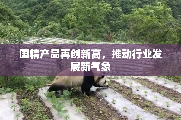 国精产品再创新高，推动行业发展新气象