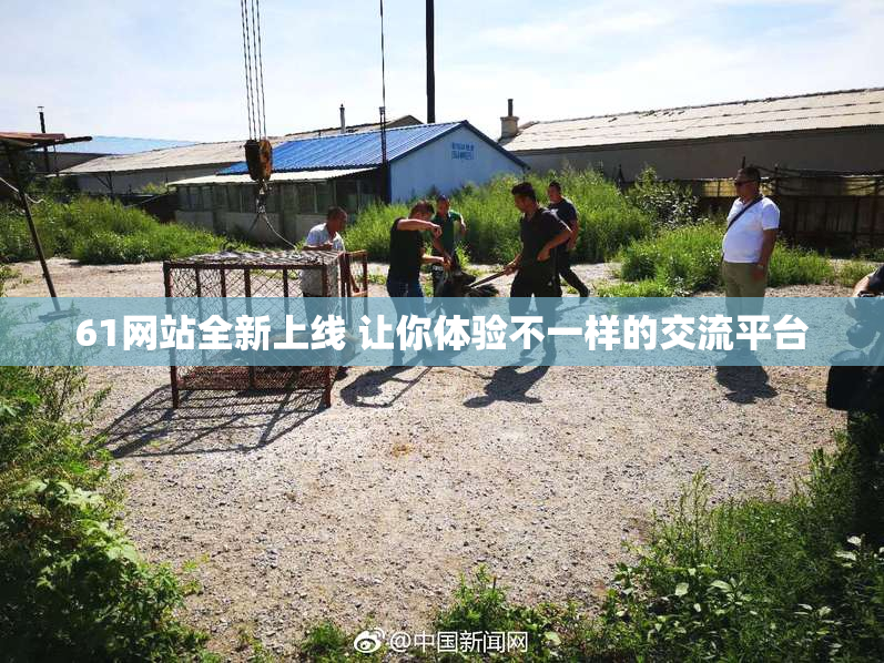 61网站全新上线 让你体验不一样的交流平台
