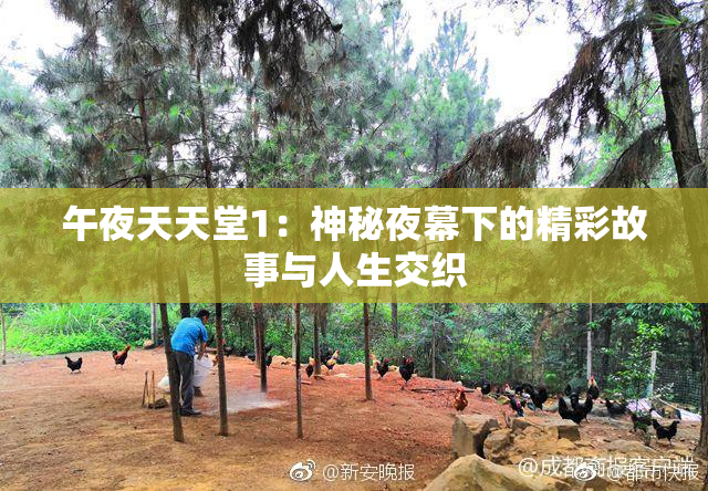 午夜天天堂1：神秘夜幕下的精彩故事与人生交织