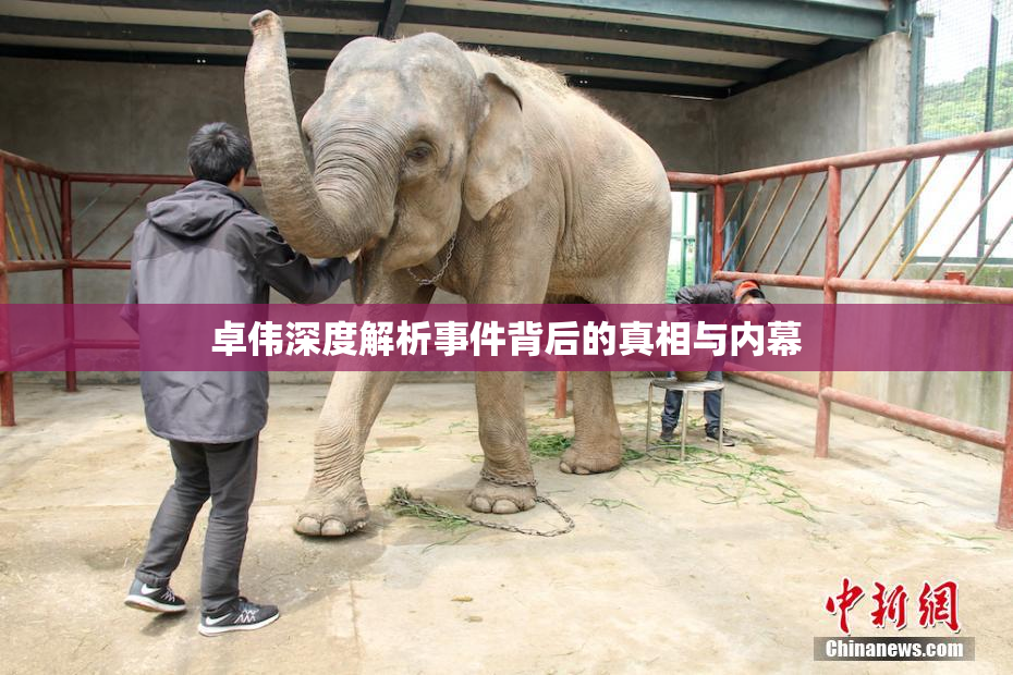 卓伟深度解析事件背后的真相与内幕