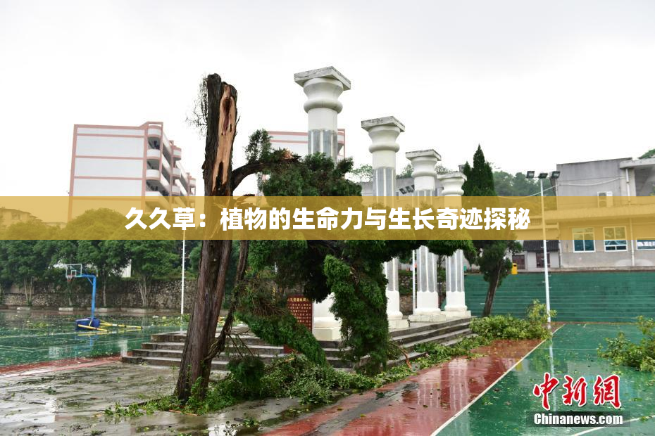 久久草：植物的生命力与生长奇迹探秘