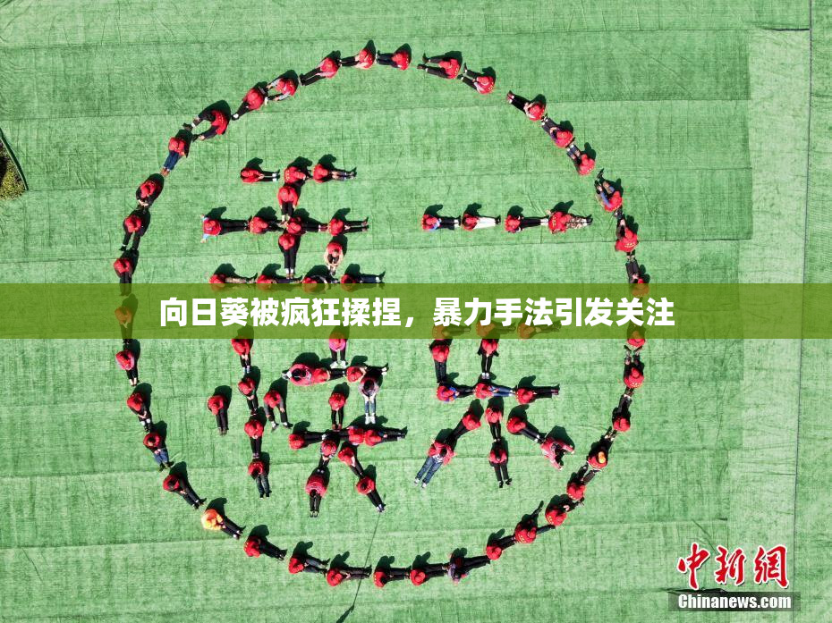 向日葵被疯狂揉捏，暴力手法引发关注