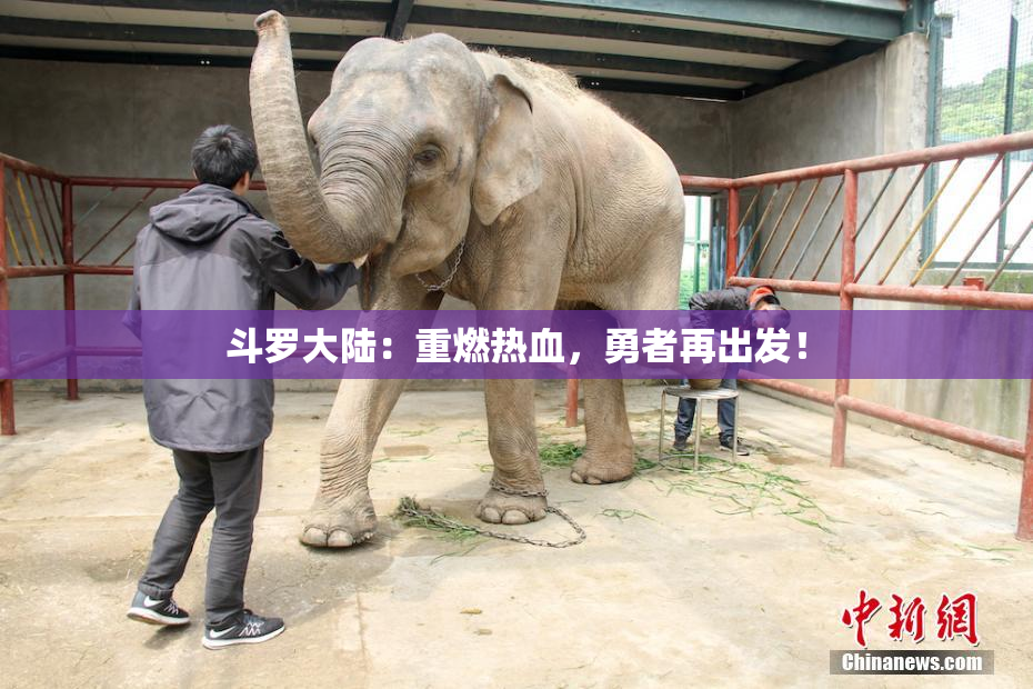 斗罗大陆：重燃热血，勇者再出发！
