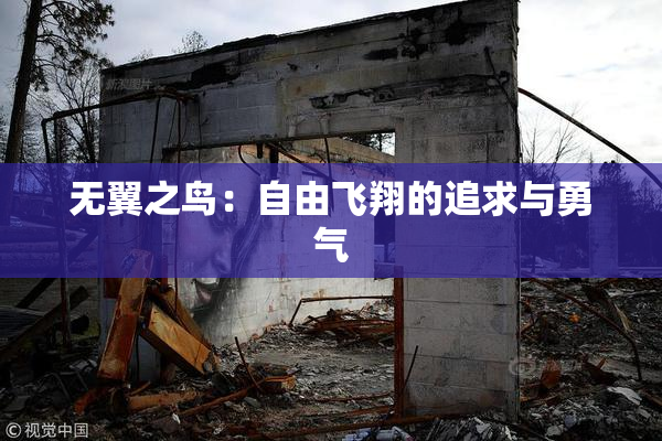 无翼之鸟：自由飞翔的追求与勇气