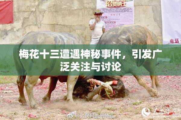 梅花十三遭遇神秘事件，引发广泛关注与讨论