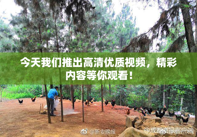 今天我们推出高清优质视频，精彩内容等你观看！