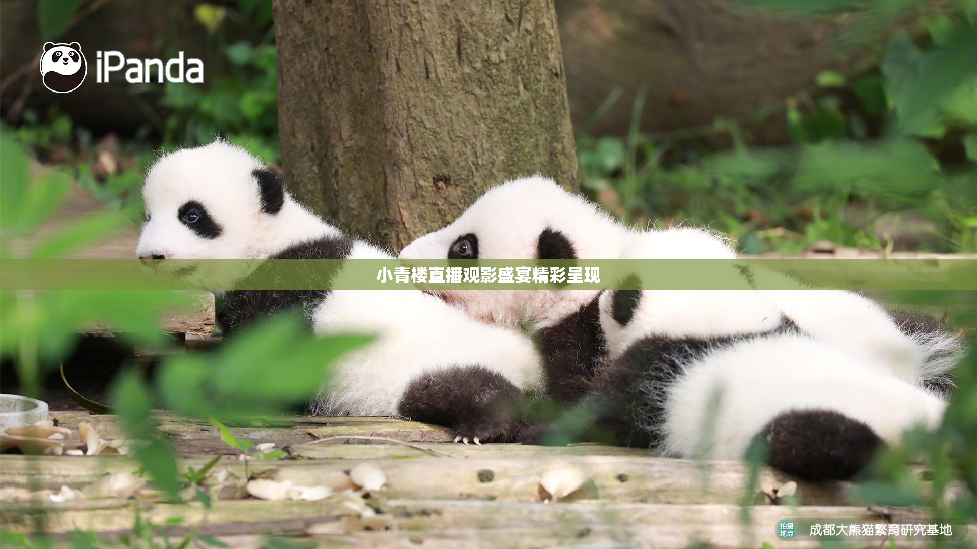 小青楼直播观影盛宴精彩呈现