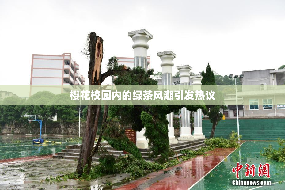 樱花校园内的绿茶风潮引发热议