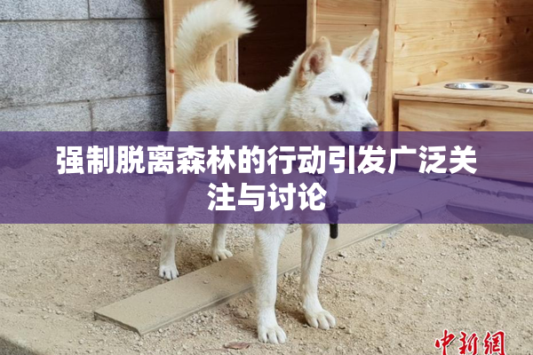 强制脱离森林的行动引发广泛关注与讨论