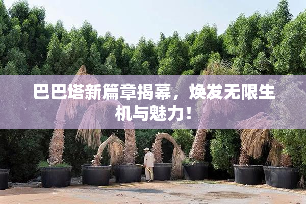 巴巴塔新篇章揭幕，焕发无限生机与魅力！