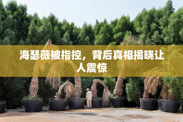 海瑟薇被指控，背后真相揭晓让人震惊