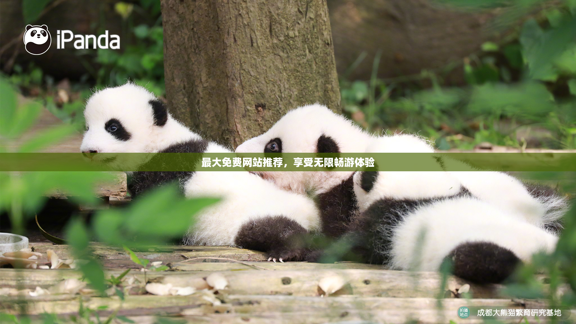 最大免费网站推荐，享受无限畅游体验