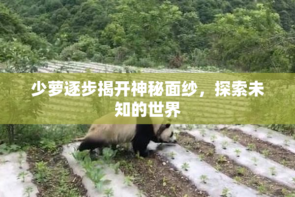 少萝逐步揭开神秘面纱，探索未知的世界