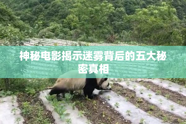 神秘电影揭示迷雾背后的五大秘密真相