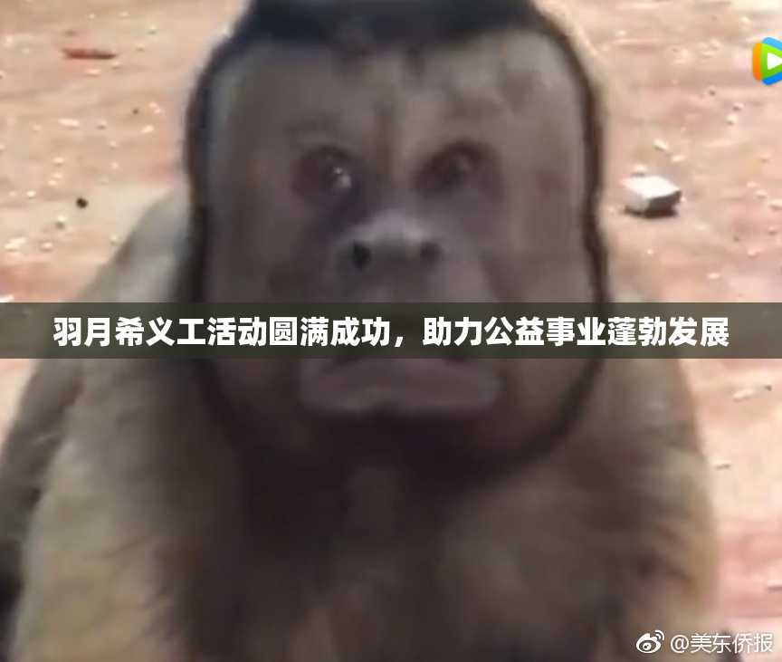 羽月希义工活动圆满成功，助力公益事业蓬勃发展