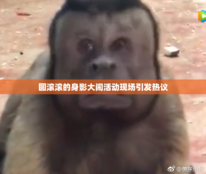圆滚滚的身影大闹活动现场引发热议
