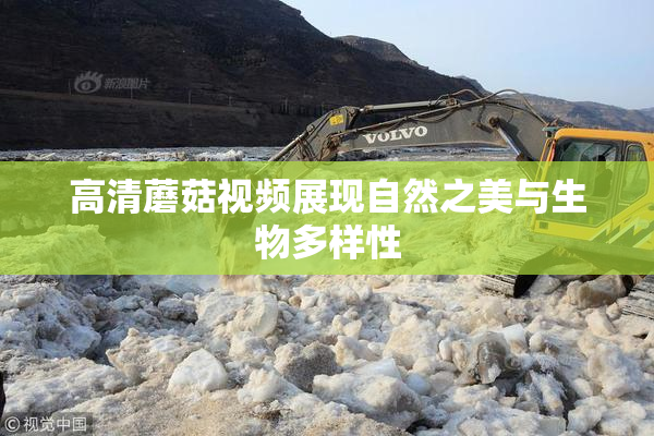 高清蘑菇视频展现自然之美与生物多样性