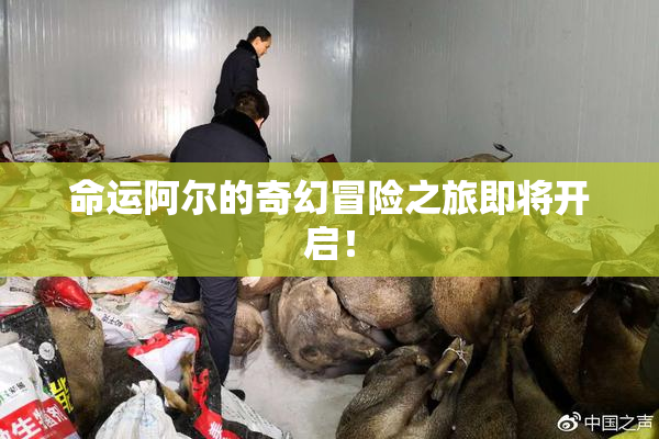 命运阿尔的奇幻冒险之旅即将开启！
